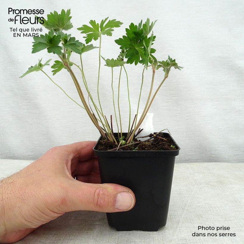 Geranium wlassovianum 8/9 cm pot sample as delivered in spring
