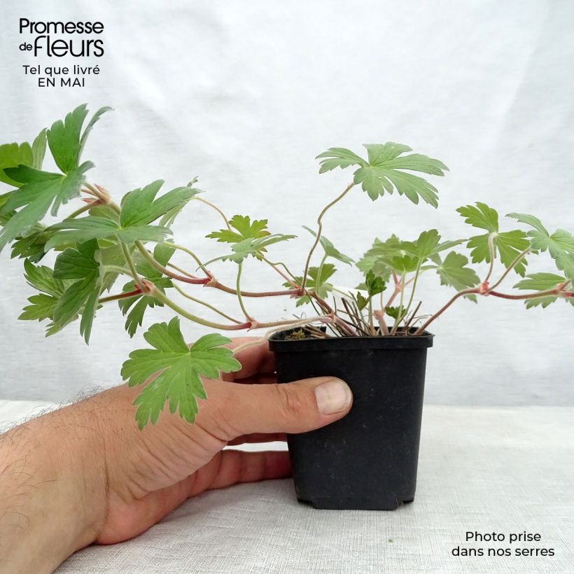 Geranium wlassovianum Crûg Farm 8/9 cm pot sample as delivered in spring