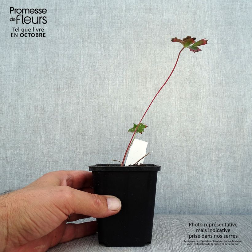 Geranium wlassovianum 8/9 cm pot sample as delivered in autumn