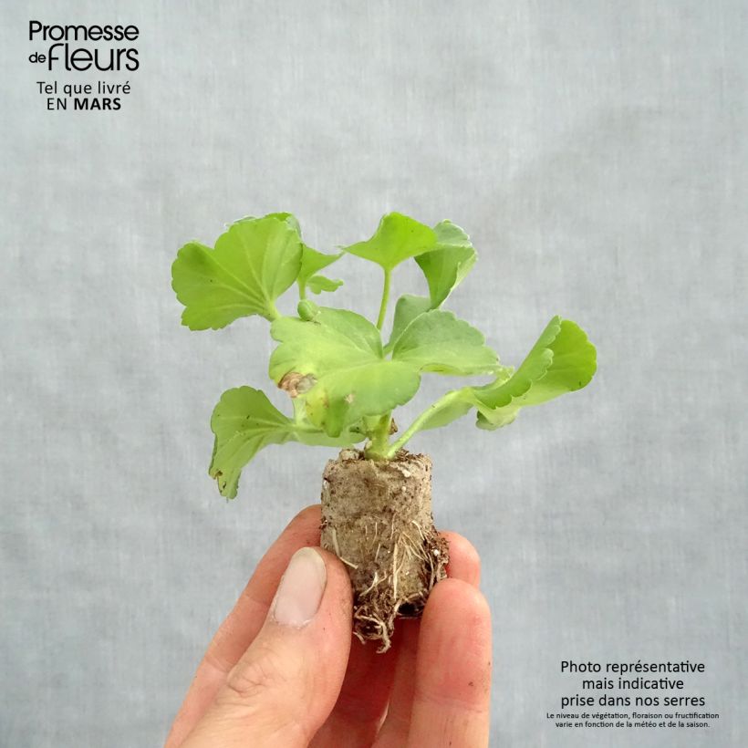 Pelargonium Flower Fairy Pink Plug plant 3/4cm sample as delivered in spring