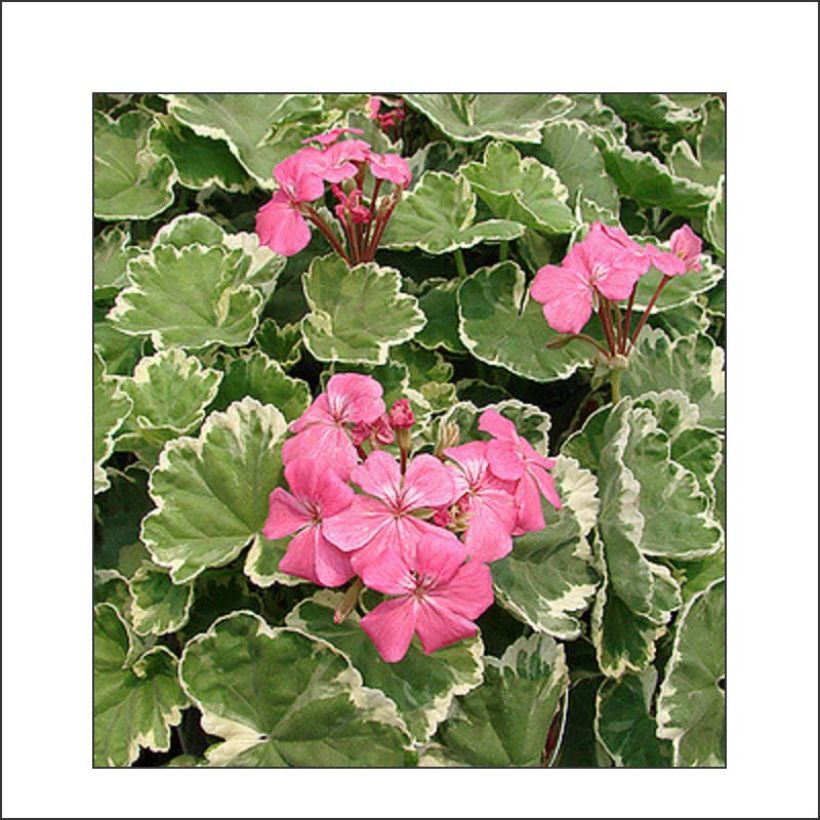 Pelargonium Madame Salleron (Flowering)