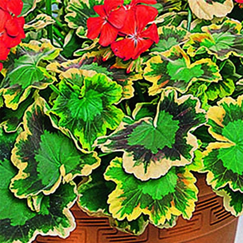 Pelargonium Brocade Mrs Pollock (Foliage)