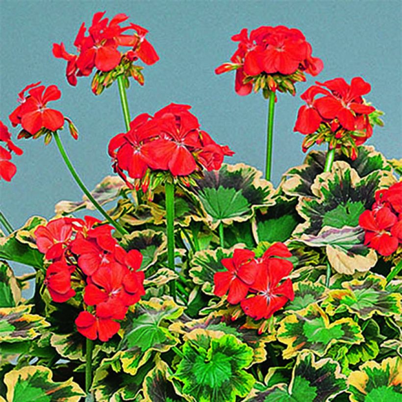 Pelargonium Brocade Mrs Pollock (Flowering)
