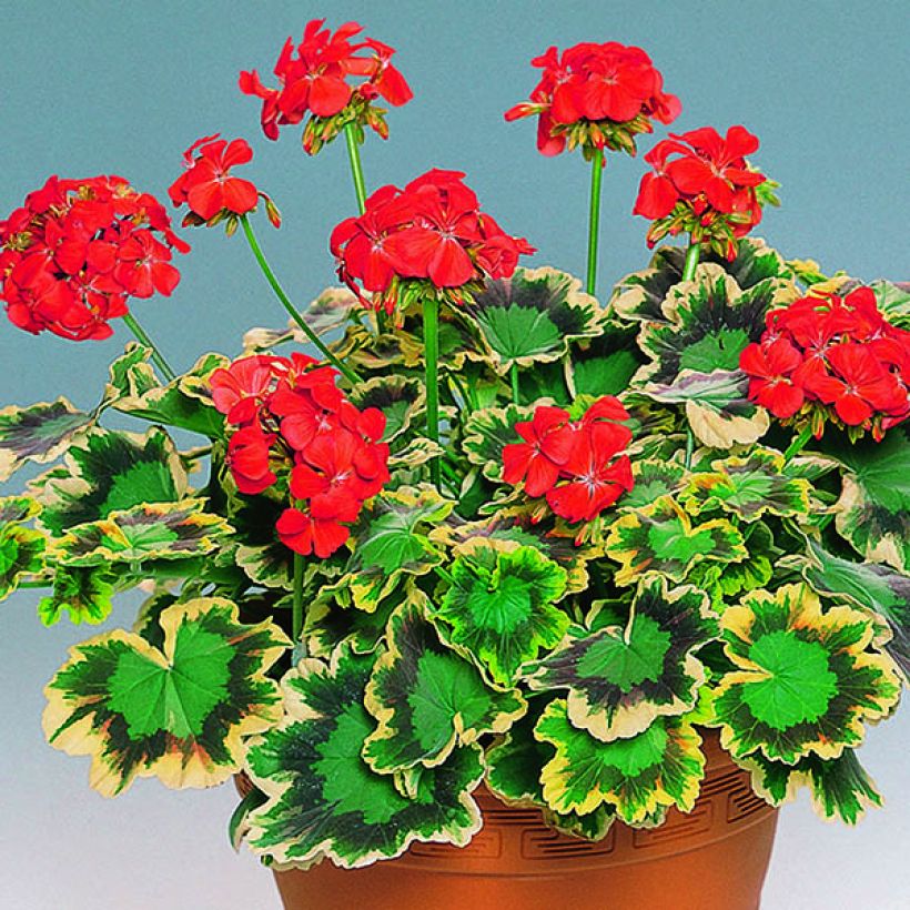 Pelargonium Brocade Mrs Pollock (Plant habit)