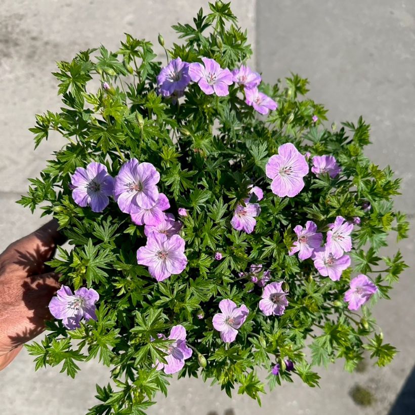 Geranium sanguineum Frivolius™ Lilac - Bloody cranesbill (Flowering)