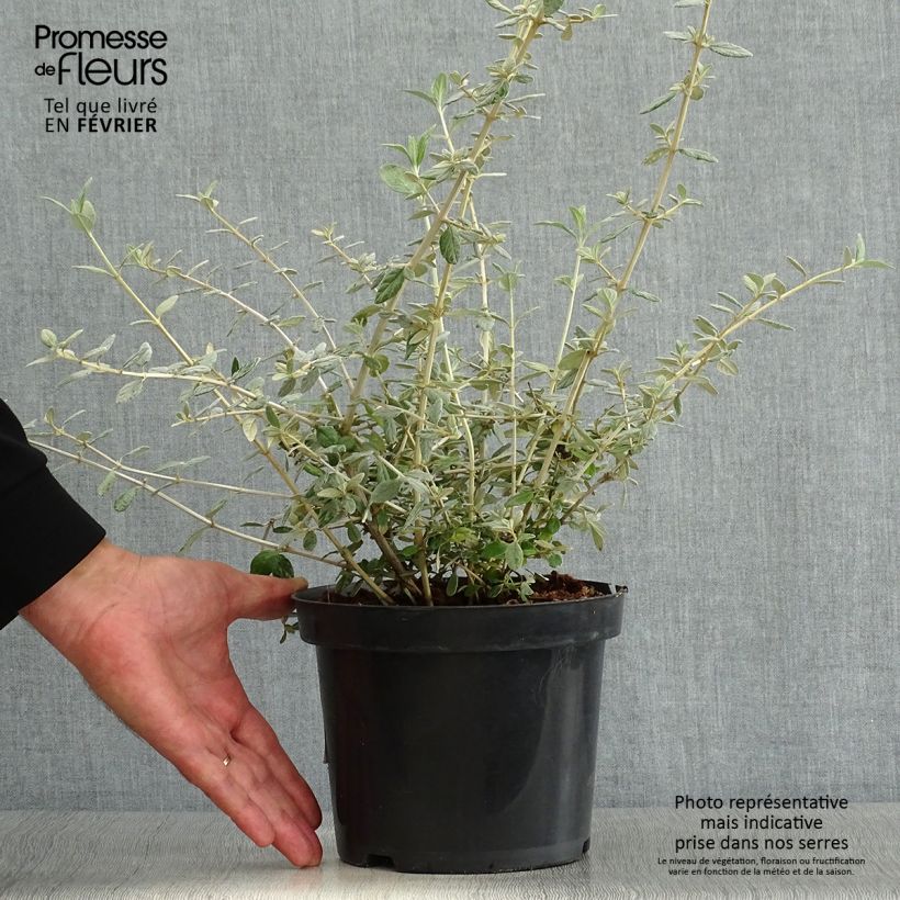 Teucrium fruticans - Tree Germander 2L/3L pot sample as delivered in autumn