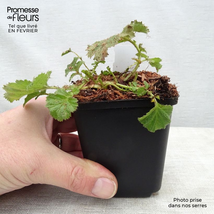 Geum coccineum Cocktail Gimlet 8/9 cm pot sample as delivered in winter