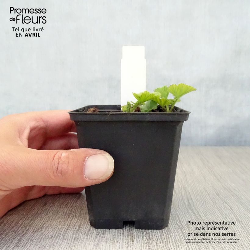 Geum coccineum Cocktail Sea Breeze 8/9 cm pot sample as delivered in spring