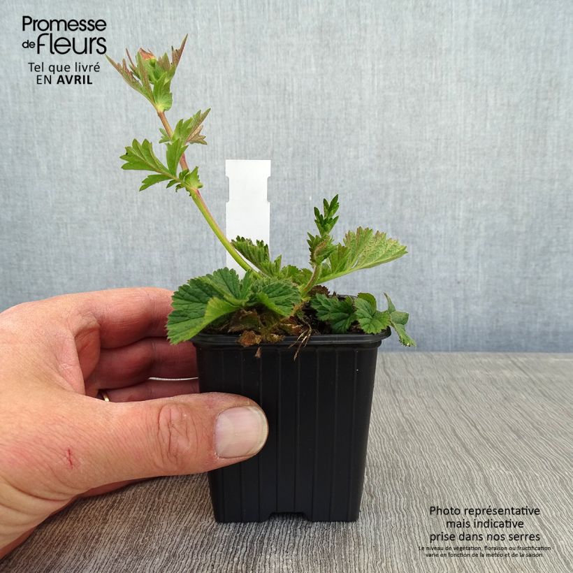 Geum Coral Tempest 8/9 cm pot sample as delivered in spring