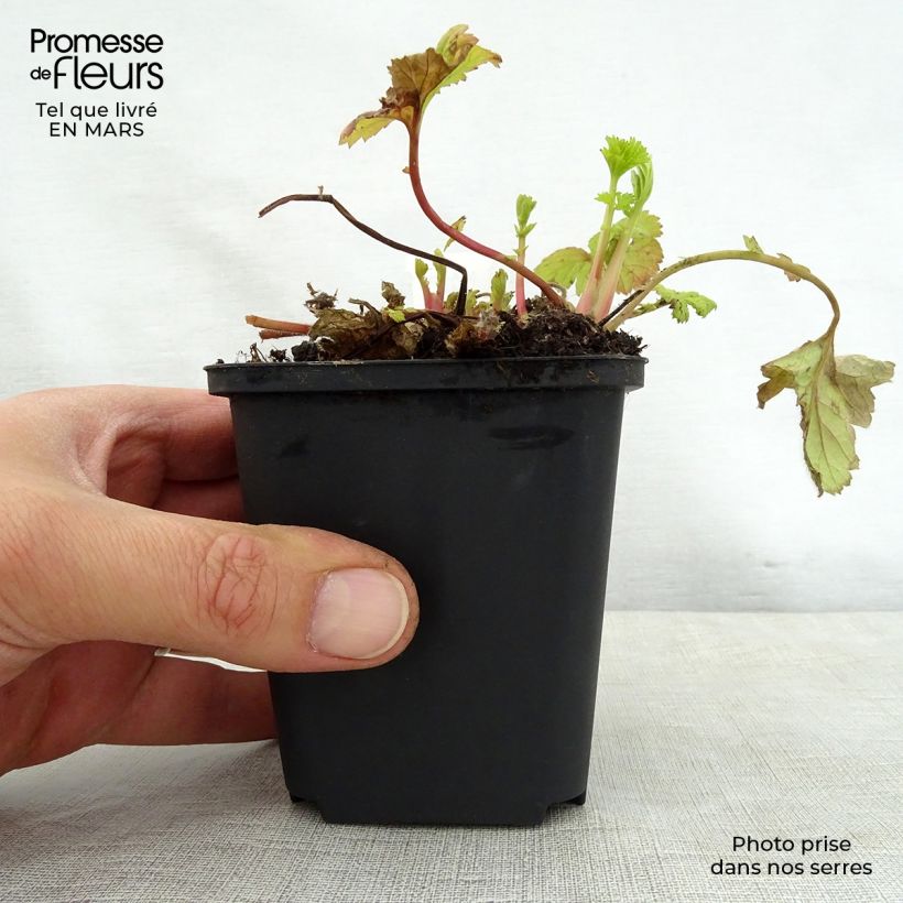 Geum Eos 8/9 cm pot sample as delivered in spring