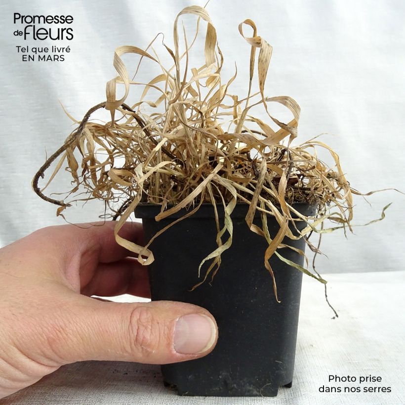 Geum chiloense Fireball 8/9 cm pot sample as delivered in spring