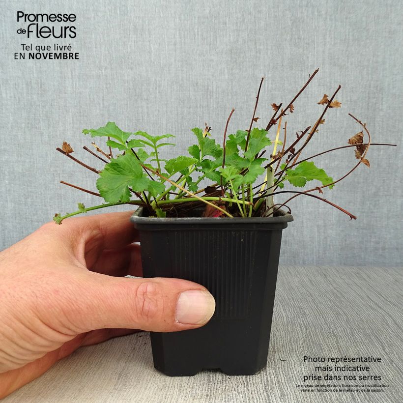 Geum Flames of Passion 8/9 cm pot sample as delivered in autumn
