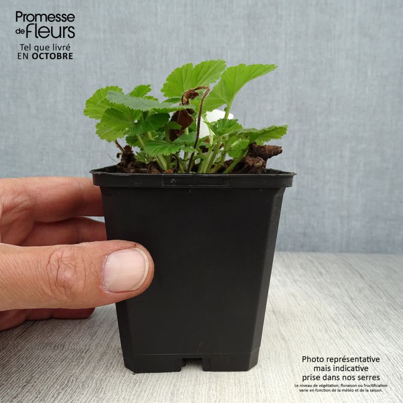 Geum rivale Lemon Drops 8/9 cm pot sample as delivered in autumn