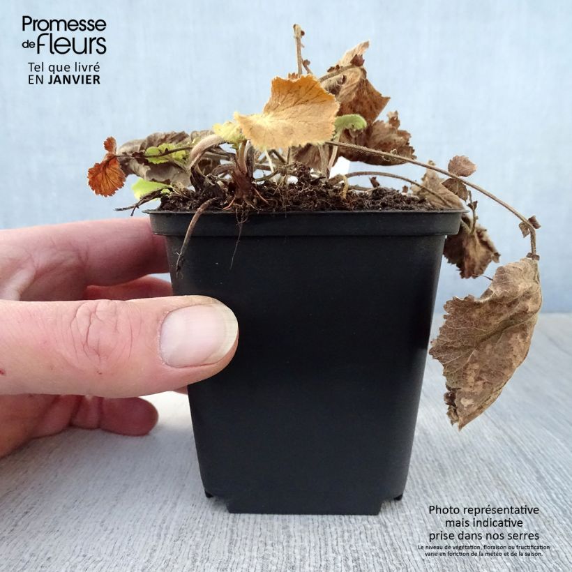 Geum rivale Lemon Drops 8/9 cm pot sample as delivered in winter