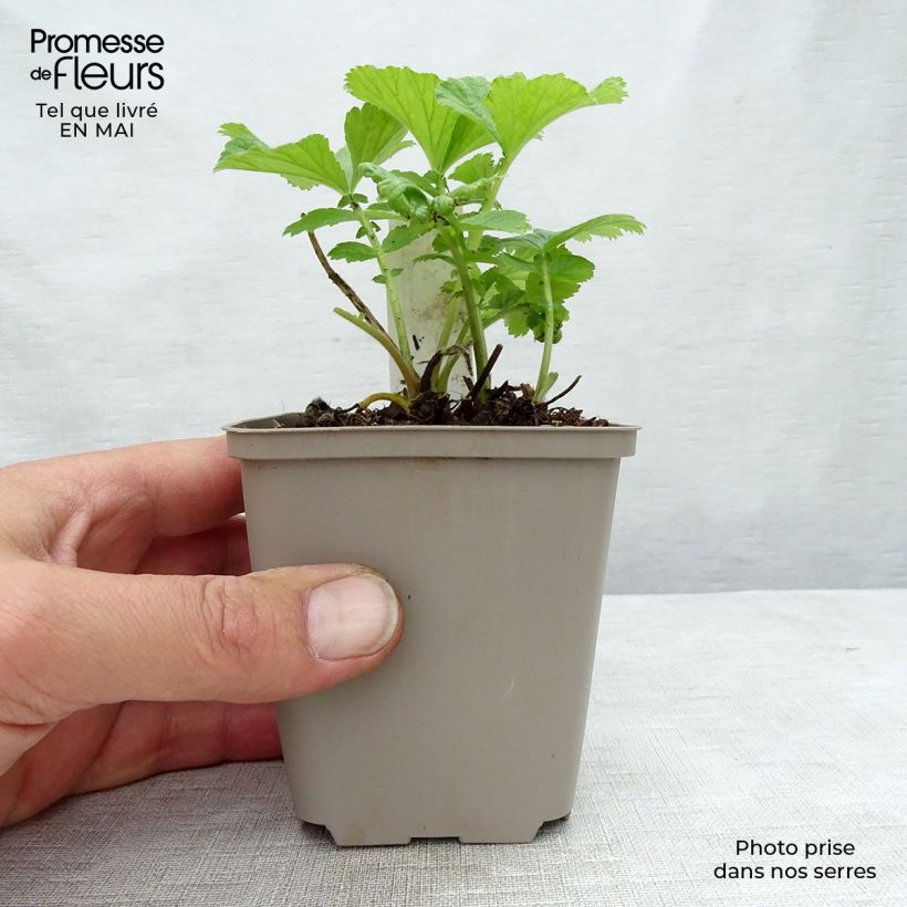 Geum rivale Mai tai 8/9 cm pot sample as delivered in spring