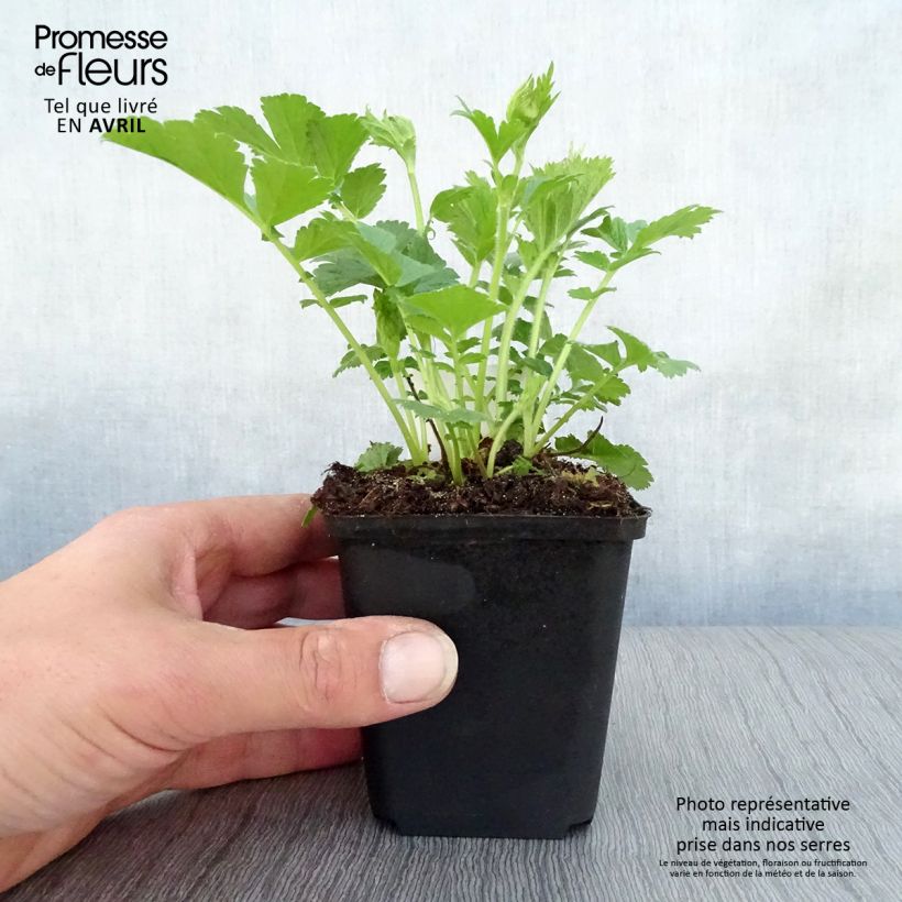 Geum rivale Mai tai 2L/3L pot sample as delivered in spring