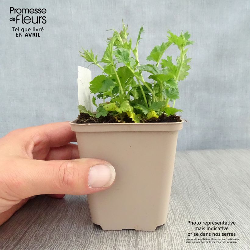 Geum coccineum Nonna 7/8 cm pot sample as delivered in spring