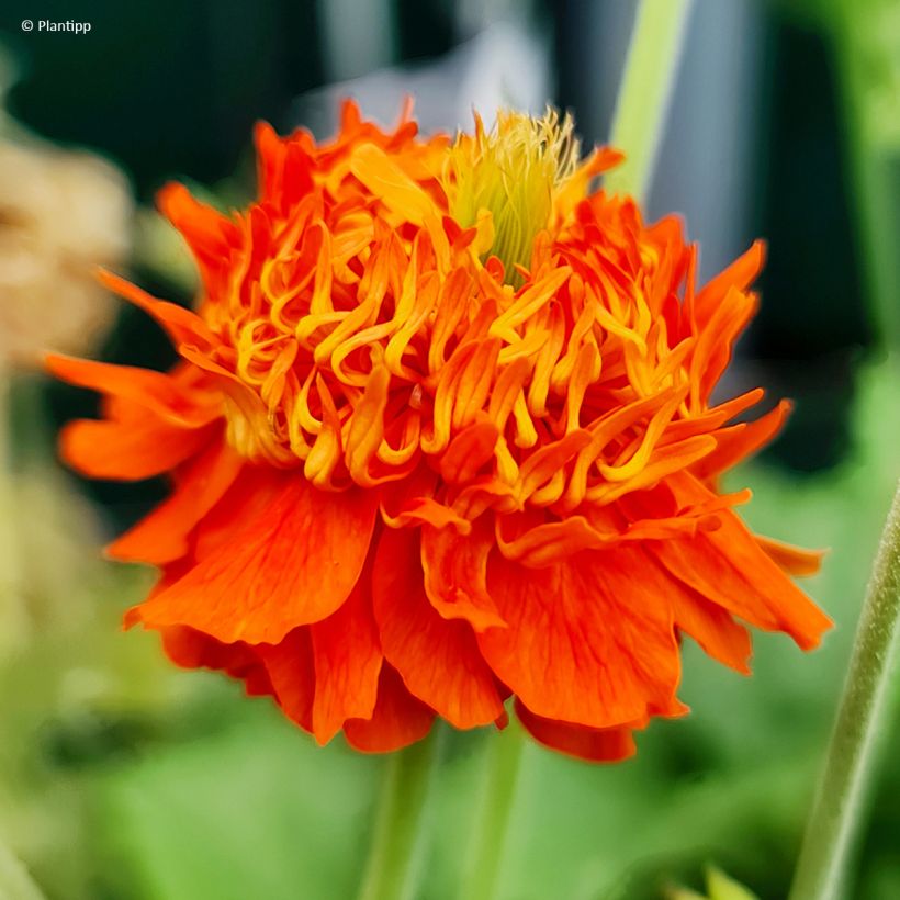 Geum  Orange Pumpkin - Benoîte, Benoîte des jardins (Flowering)