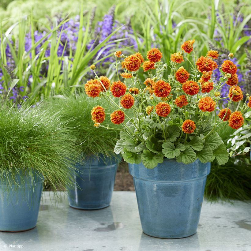 Geum  Orange Pumpkin - Benoîte, Benoîte des jardins (Plant habit)