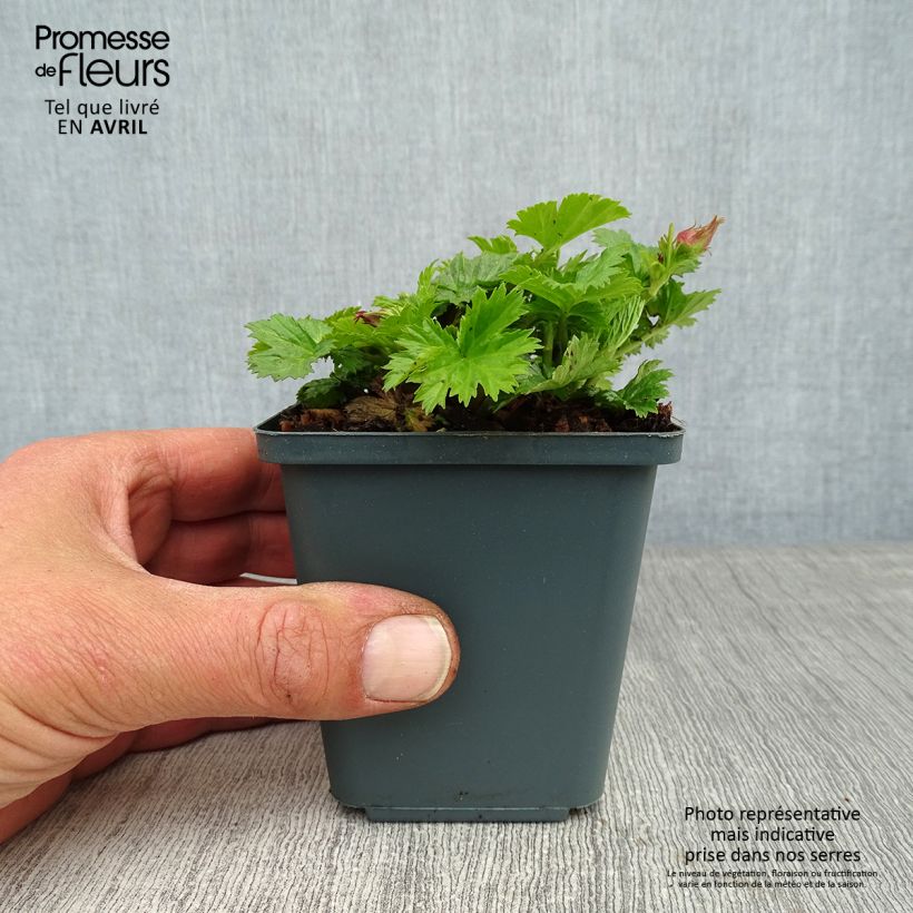 Geum Pretticoats Peach 8/9 cm pot sample as delivered in spring