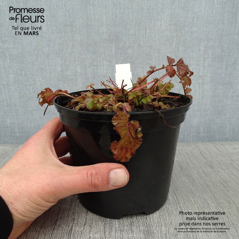 Geum Pretticoats Peach 2L/3L pot sample as delivered in winter