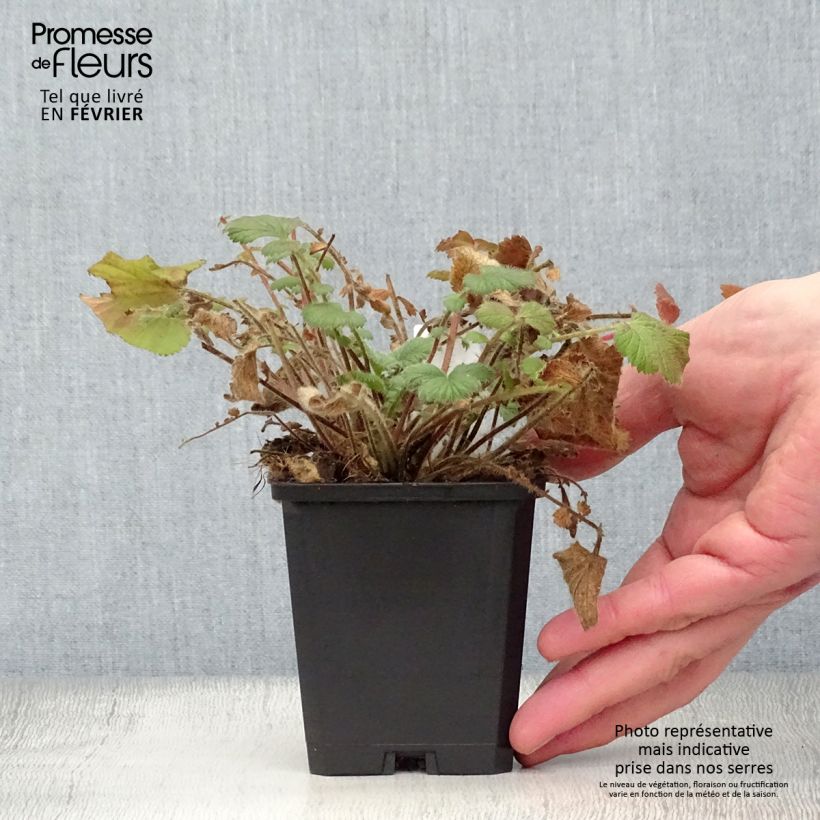 Geum Prinses Juliana 8/9 cm pot sample as delivered in winter