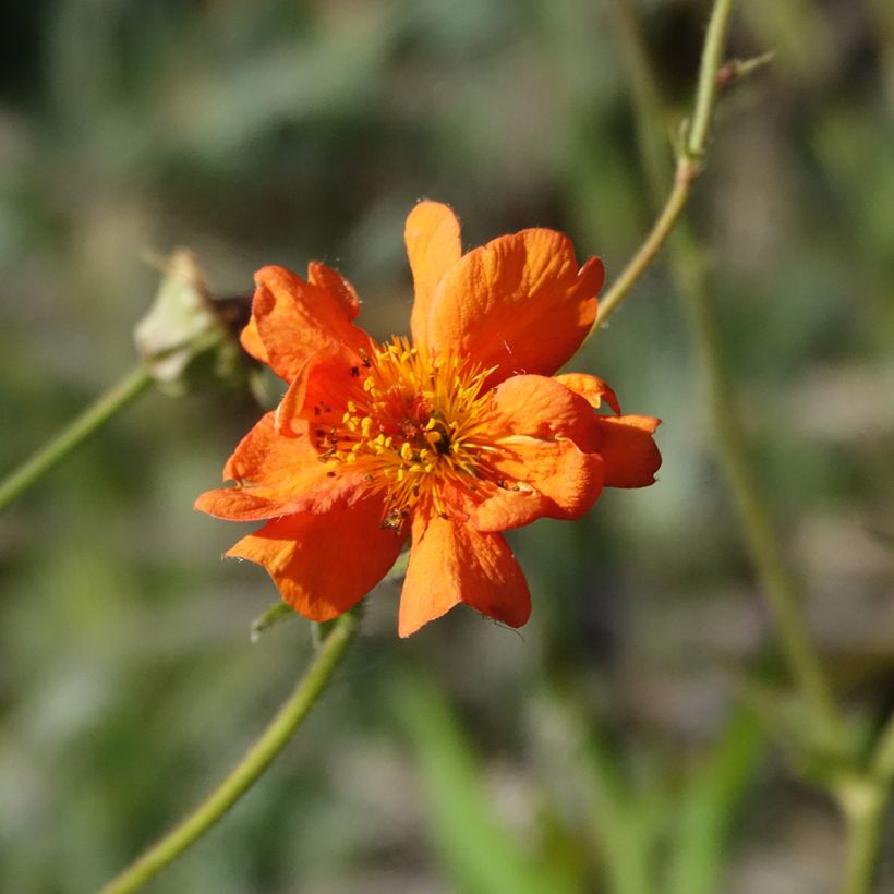 Geum Prinses Juliana (Flowering)