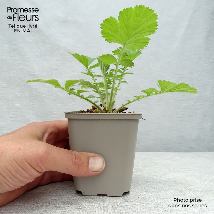 Geum Scarlet Tempest 8/9 cm pot sample as delivered in spring