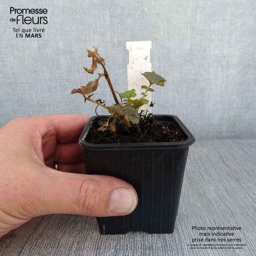 Geum Tempo Rose 8/9 cm pot sample as delivered in winter