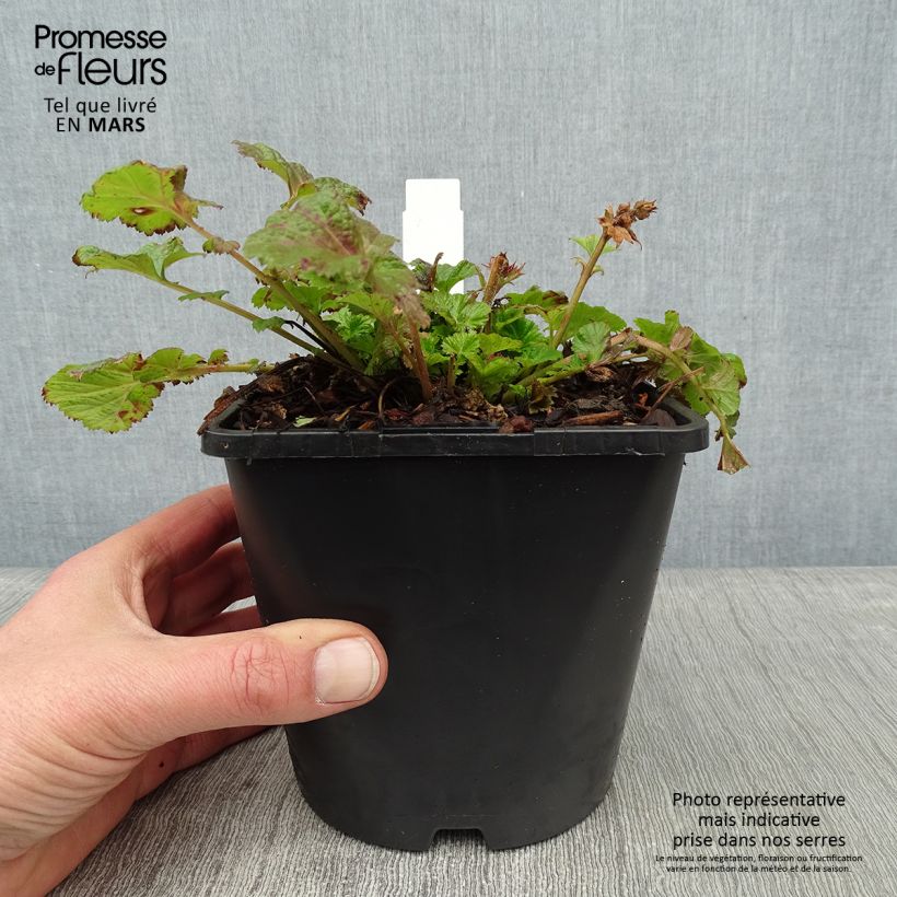 Geum Tempo Rose 2L/3L pot sample as delivered in winter