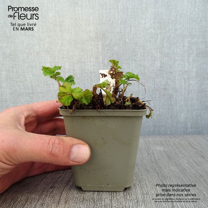 Geum Tempo Yellow 8/9 cm pot sample as delivered in winter