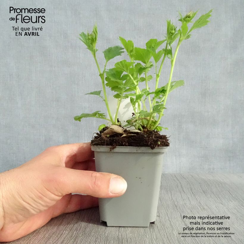 Geum Tempo Yellow 8/9 cm pot sample as delivered in spring