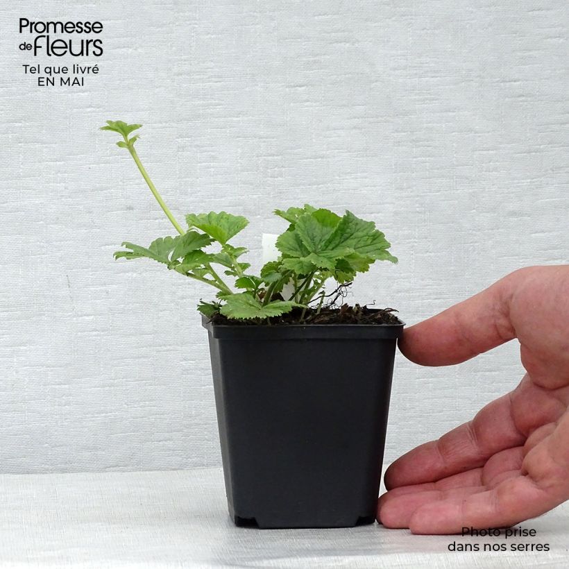 Geum Cocktail Tequila Sunrise 8/9 cm pot sample as delivered in spring