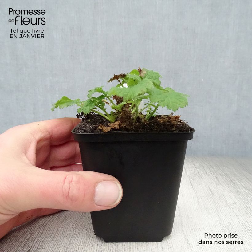 Geum Cocktail Tequila Sunrise 8/9 cm pot sample as delivered in winter