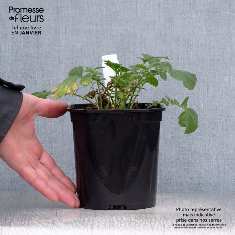 Geum Totally Tangerine 1L/1.5L pot sample as delivered in winter