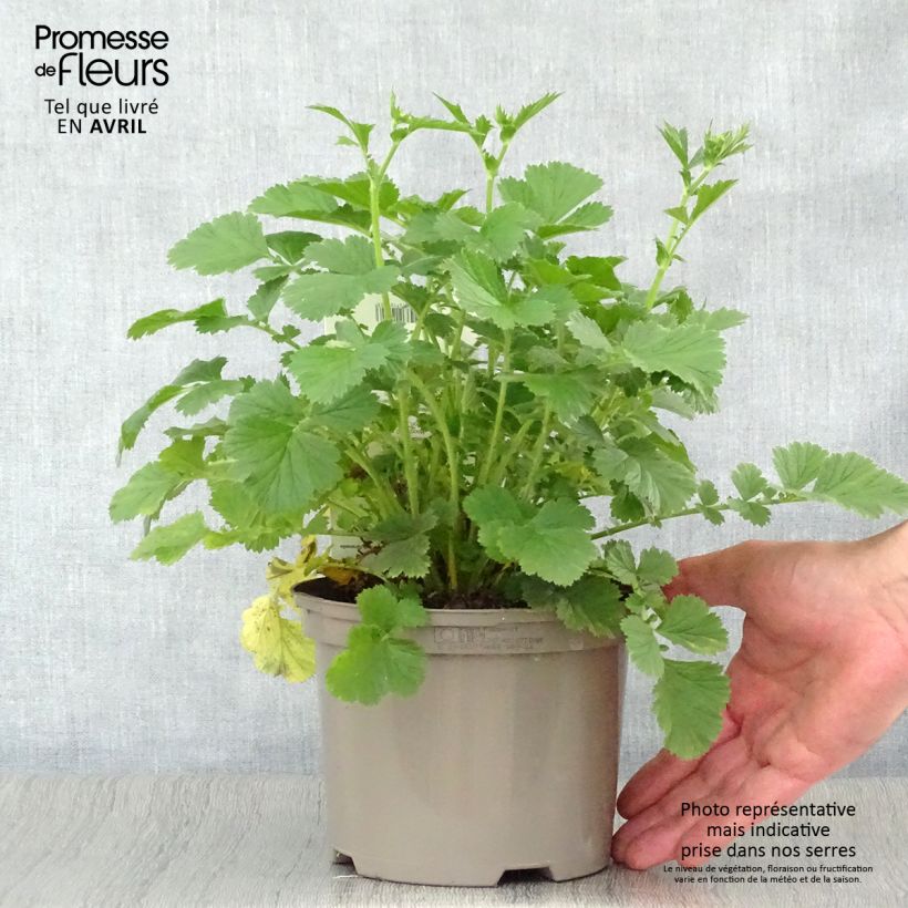 Geum Totally Tangerine 1L/1.5L pot sample as delivered in spring