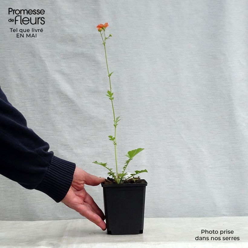 Geum Totally Tangerine 8/9 cm pot sample as delivered in spring