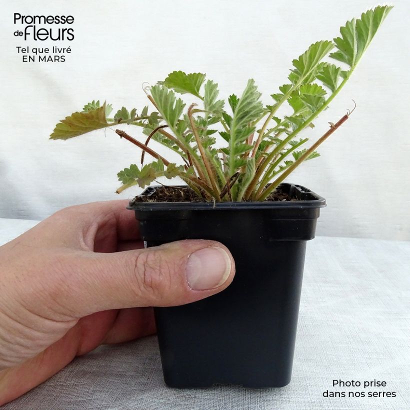 Geum chiloense Lady Stratheden 7/8 cm pot sample as delivered in spring
