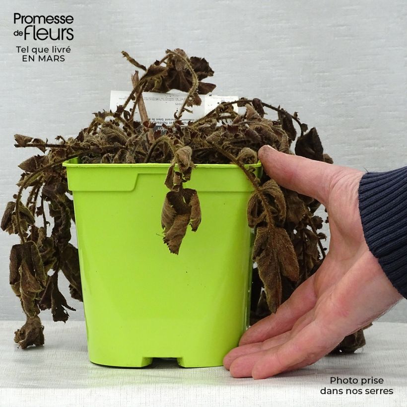 Geum chiloense Lady Stratheden 2L/3L pot sample as delivered in spring