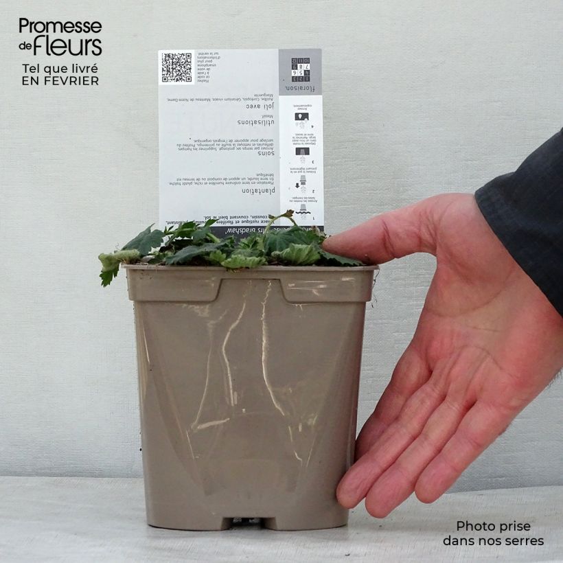 Geum chiloense Mrs Bradshaw 2L/3L pot sample as delivered in winter