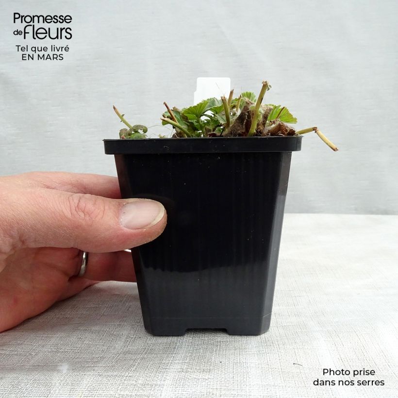 Geum coccineum Borisii 8/9 cm pot sample as delivered in spring