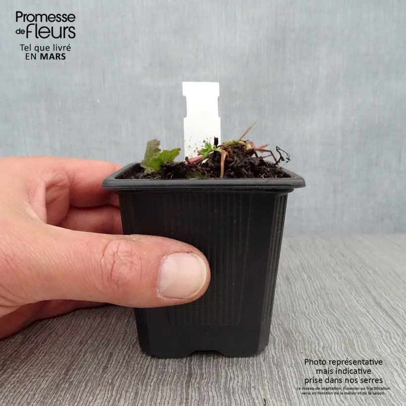 Geum coccineum Red Wings 8/9 cm pot sample as delivered in spring