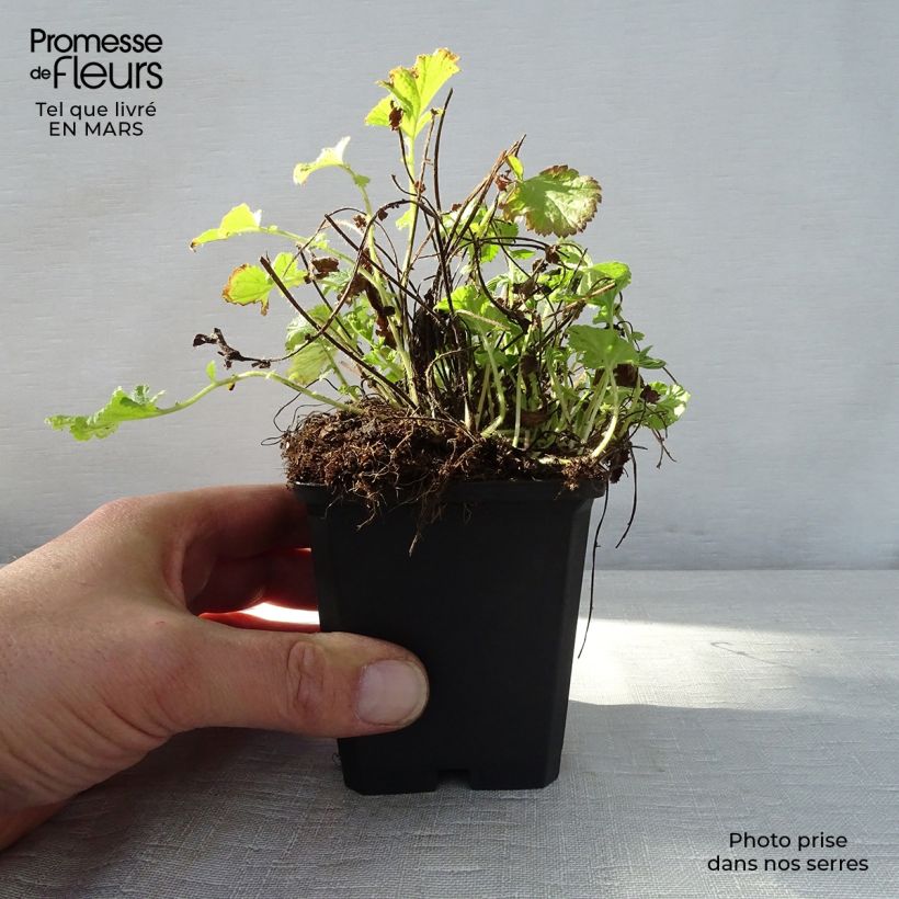 Geum rivale Leonards Variety 7/8 cm pot sample as delivered in spring