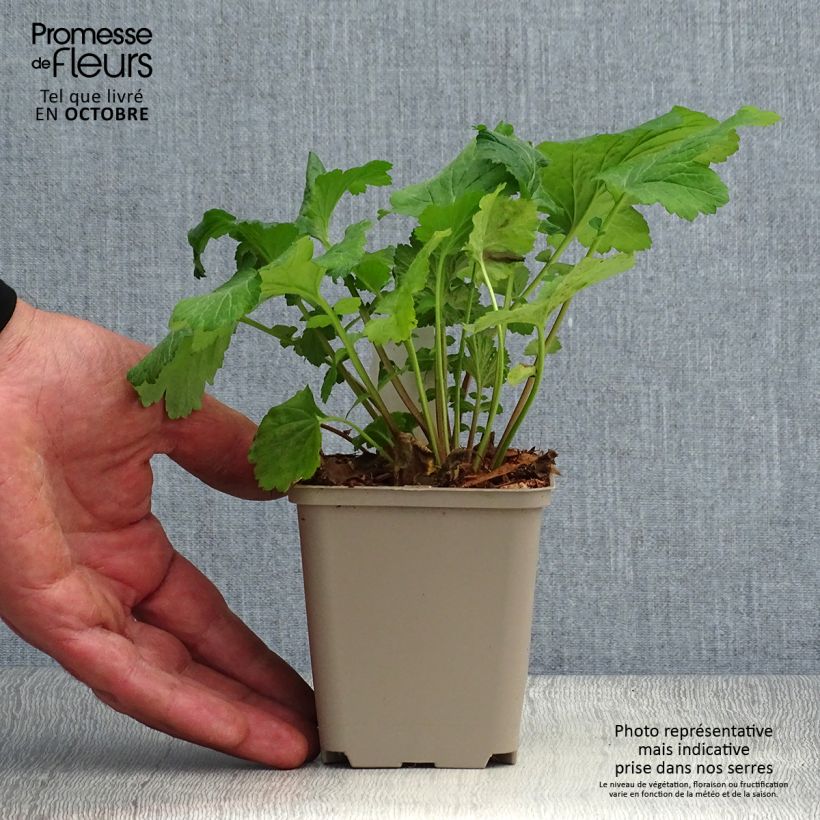 Geum urbanum 8/9 cm pot sample as delivered in autumn
