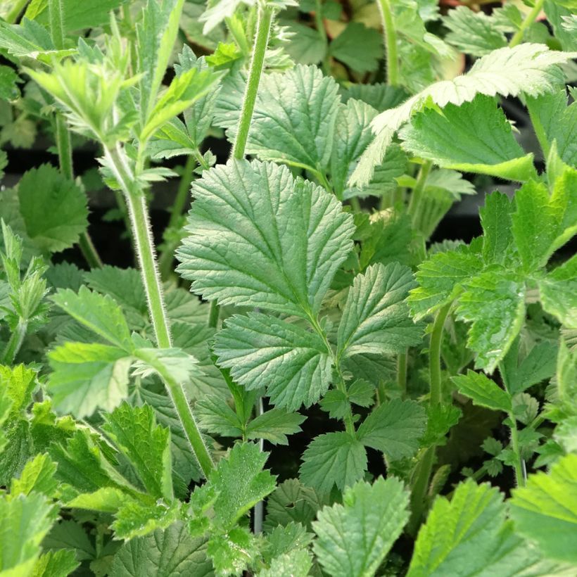 Geum Totally Tangerine (Foliage)