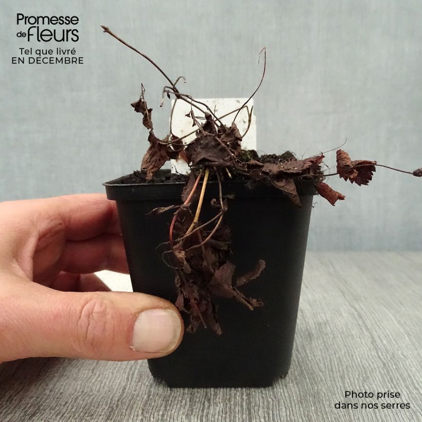 Gillenia trifoliata 8/9 cm pot sample as delivered in winter