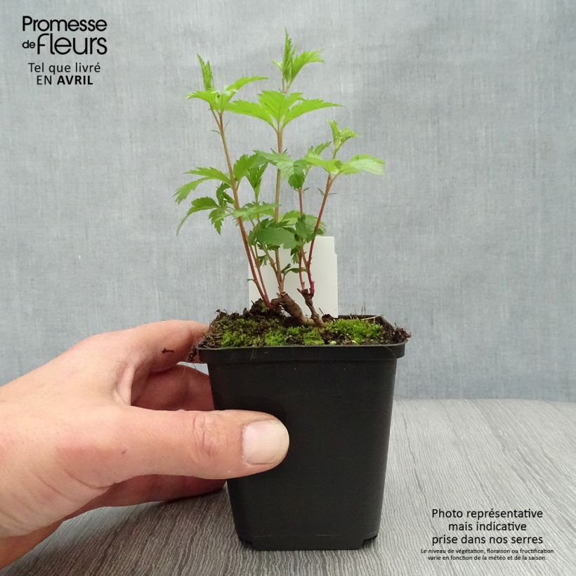 Gillenia trifoliata 8/9 cm pot sample as delivered in spring