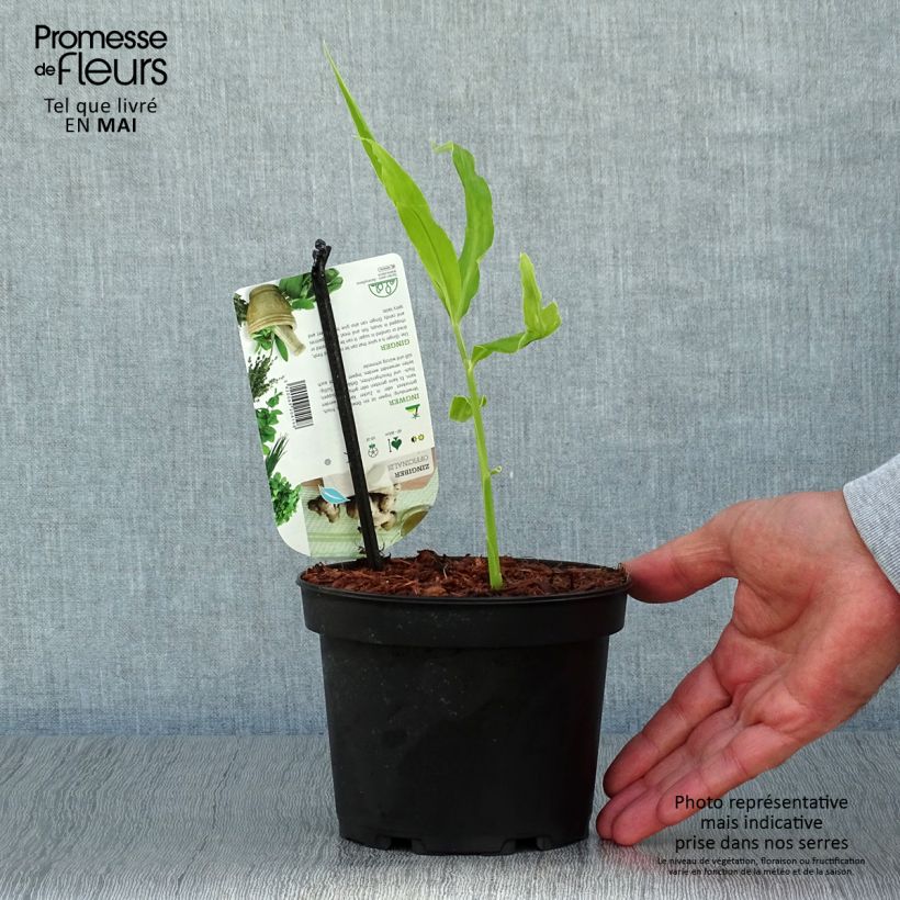 Zingiber officinale 1.5L/2L pot sample as delivered in spring