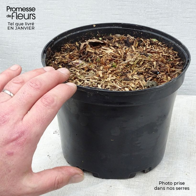 Zingiber mioga 1.5L/2L pot sample as delivered in winter