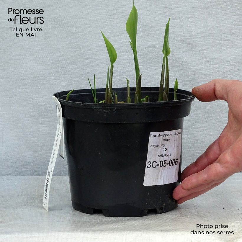 Zingiber mioga 1.5L/2L pot sample as delivered in spring